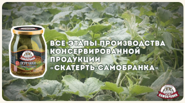 Этапы производства консервированной продукции торговой марки «Скатерть-Самобранка»